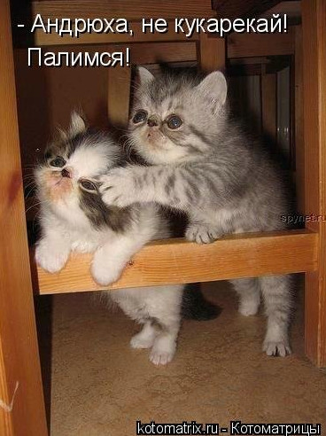 Картинки про кошек и котят прикольные (33 фото)