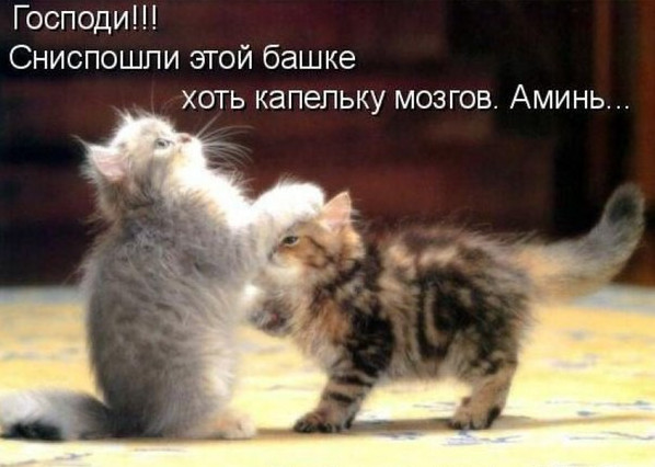 Самые крутые картинки про котят