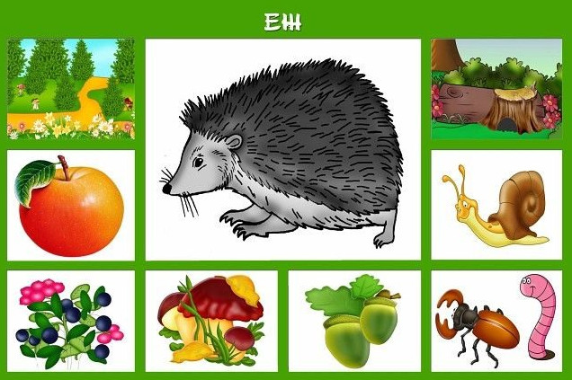 Картинки: пищевая цепочка зверей