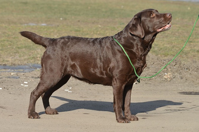Красивые фотографии - собаки лабрадоры