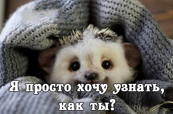 Открытка: Как ты?