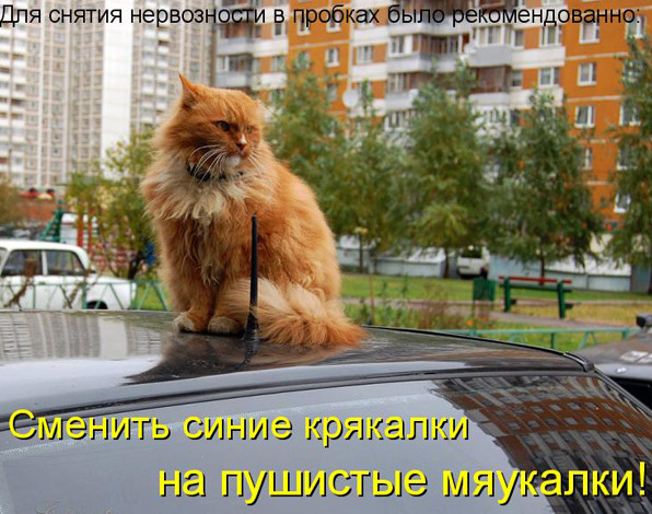 Приколы про животных в ВКонтакте