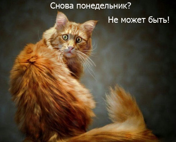 Прикольные фото картинки опять понедельник