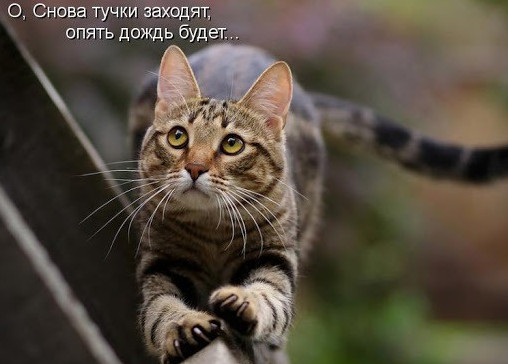 Прикольные картинки и рисунки опять дождь