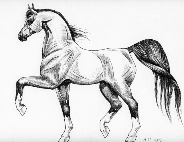 Рисунки красивых лошадей для рисования