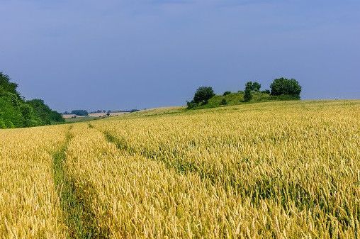 Фото Картинки про пшеничное поле