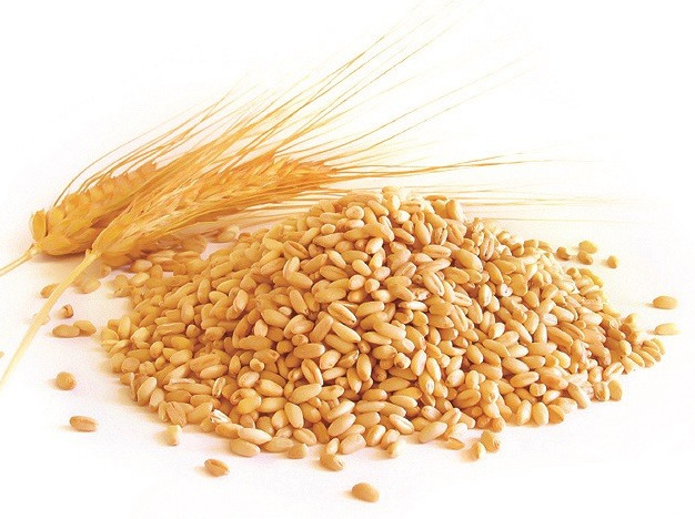 Фото Картинки пшеницы