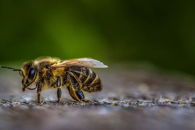 Пчёлы - красивые фото картинки