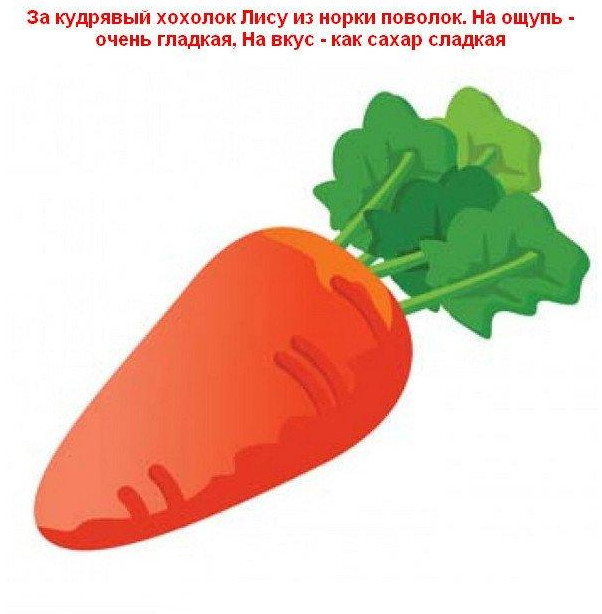 Фото и Загадки для детей с картинками