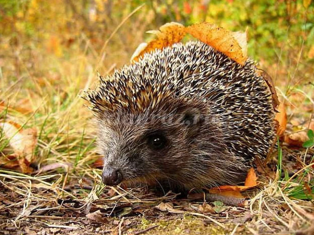 Фото картинки ежика для детей