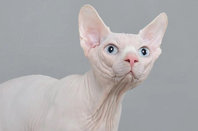 Фото картинки: коты сфинксы