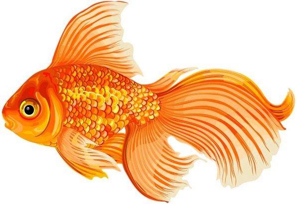 Фото картинки: рыбки для детей