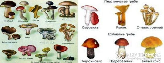 Фото картинки съедобные и несъедобные грибы