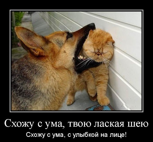 Фото картинки схожу с ума