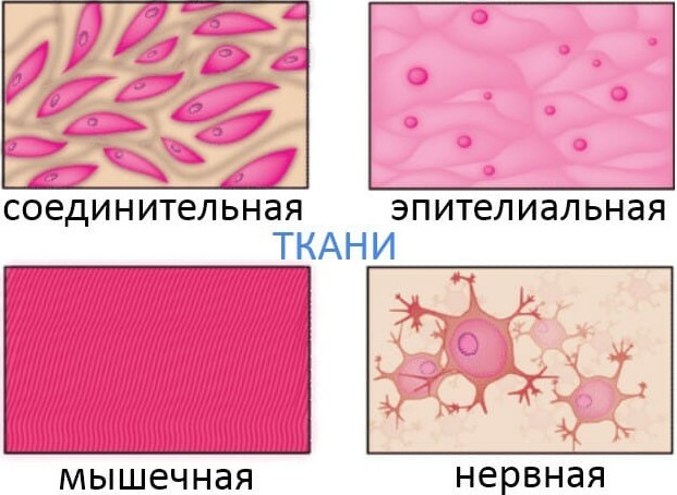 Фото картинки тканей человека