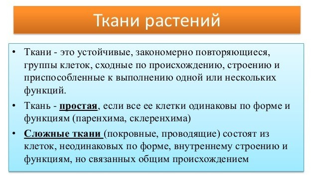 Фото картинки тканей растений