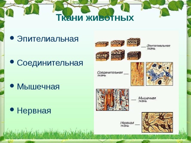 Фото картинки тканей животных
