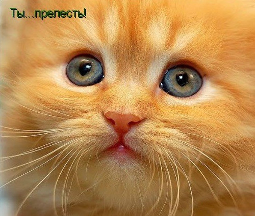 Фото картинки: ты прелесть