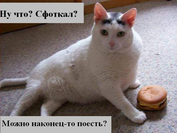 Фото приколы про кошек с надписью