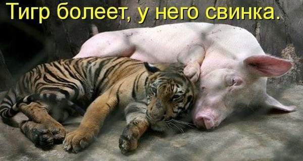Фото приколы про свиней