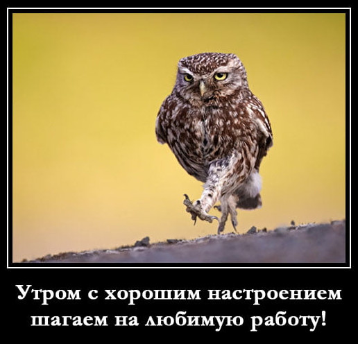 Фото приколы с животными про работу