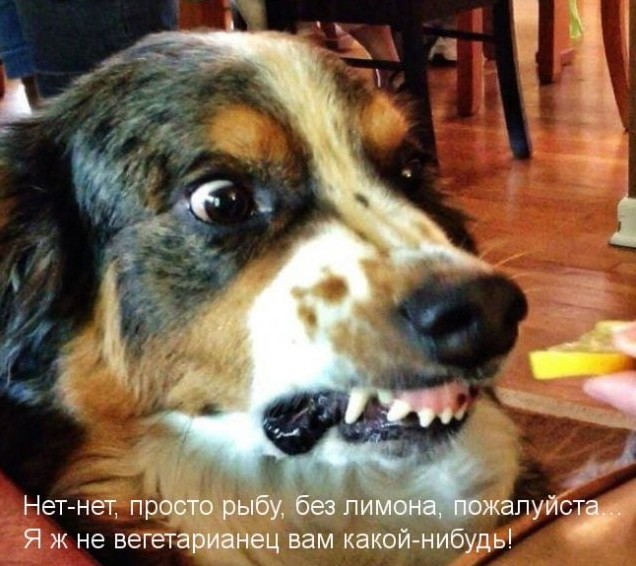 Фото приколы собак с надписью