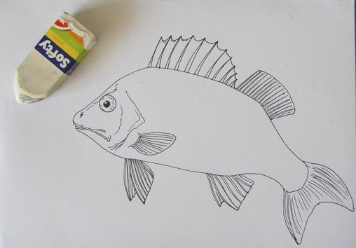 Картинки и Рисунки ерша для срисовки