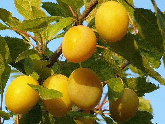 Красивые фото картинки слива для детей