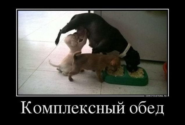 Прикольные и смешные картинки для настроения