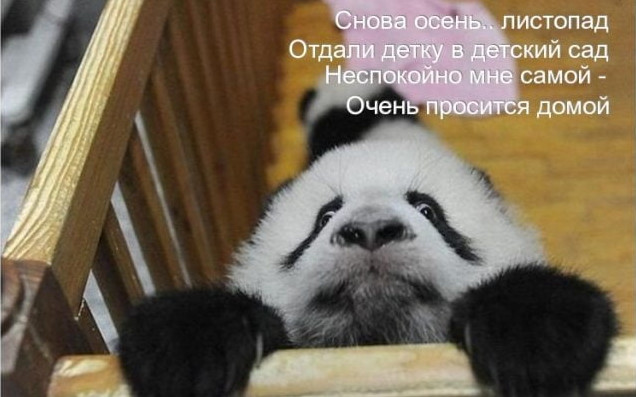 Самые смешные фото картинки про осень