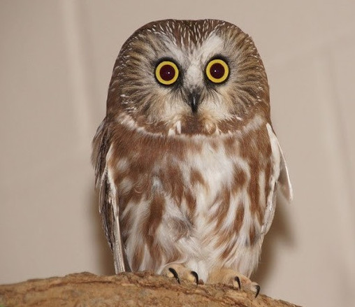 Сычи - красивые картинки