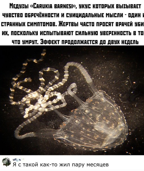 Забавные твиты и комментарии