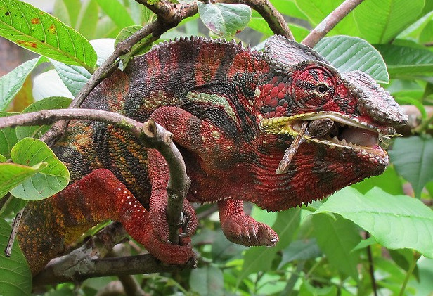 Фото картинки: хамелеона