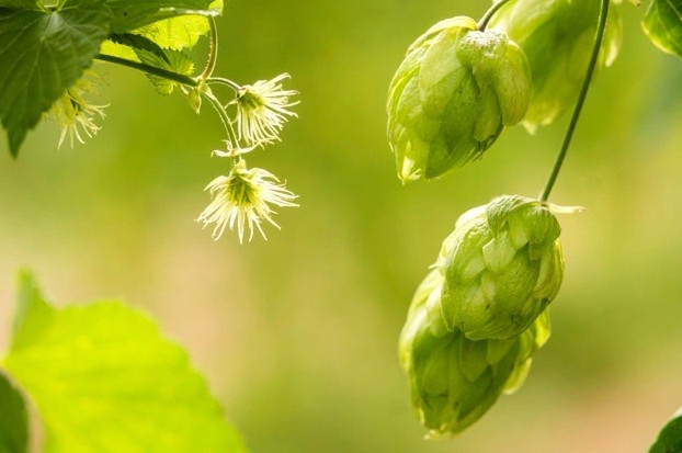 Фото картинки: хмеля