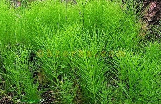 Фото картинки: хвоща