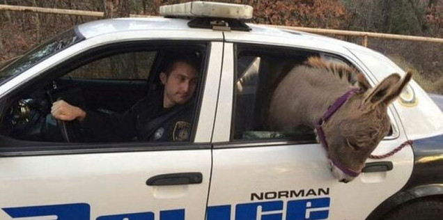 Фото приколы из жизни