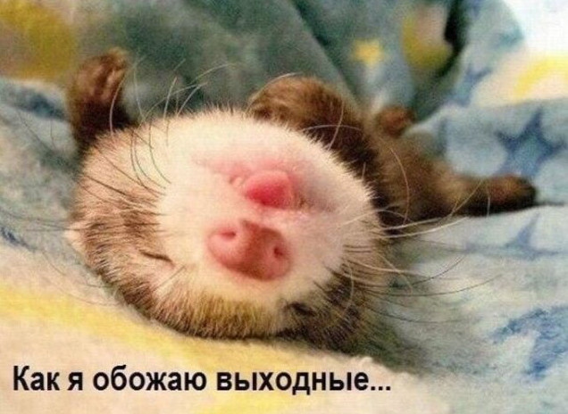 Фото приколы про выходные