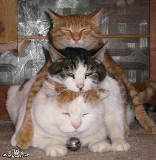 Фото приколы животных