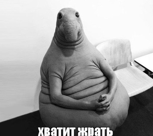 Хватит жрать - прикольные картинки