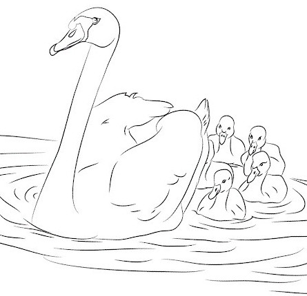 Картинки и Рисунки лебедя для срисовки
