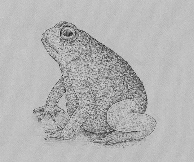 Картинки и Рисунки лягушки для срисовки