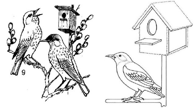 Картинки и Рисунки скворца для срисовки