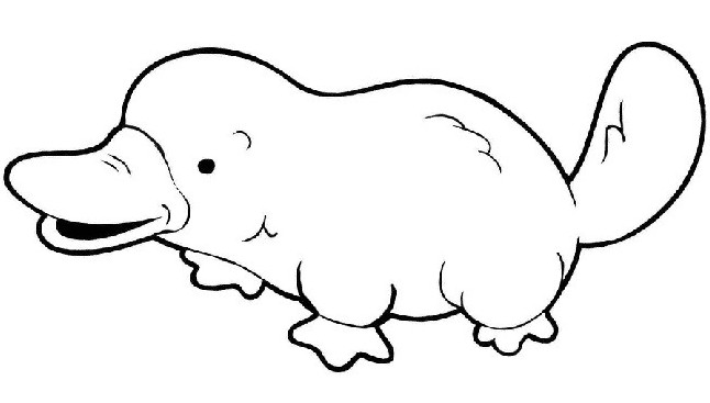 Картинки и Рисунки утконоса для срисовки