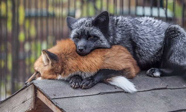 Лисы - прикольные картинки