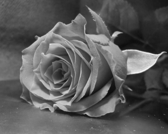 Красивые черно-белые картинки на рабочий стол