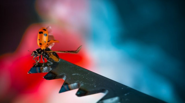 Красивые макро картинки на рабочий стол