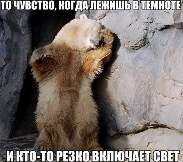 Приколы: Смешные картинки животных с надписью