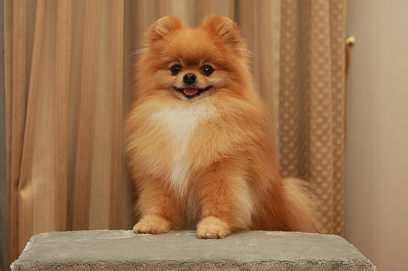 Шпиц - красивые картинки